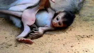 Omyd! Pity very old mom Tima exhausted cos it's newborn, Newborn makes it's mom very exhausted