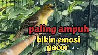 Rajanya cipow gacor 💯% AMPUH semua lawan.. pasti ikut EMOSI GACOR ‼️