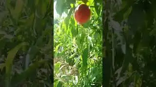 #messi #nature #trending #ronaldo مشاهد مذهلة من قلب الطبيعة
