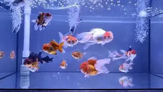 Deep Sleep Aquarium ASMR 🌙 1 Hours of Relaxing Water & Bubble Sounds