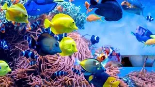 लखनऊ चिड़ियाघर मछली घर | | Lucknow zoo fish house 2025
