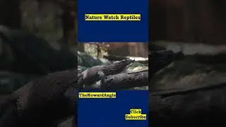 Nature Watch Reptiles #naturewatch #nature #naturephotography #animal
