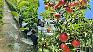Hrmn99 Apple Plant Growing.Hot Climate Apple Plant Farming.Anna Apple Plant.Dorset Golden Apple plan