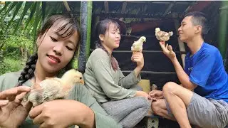 Harvesting eggplants to sell in the morning of the market. Take the chicks back to the farm
