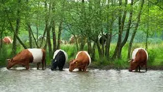 Wat doet waterschap Hunze en Aa's?