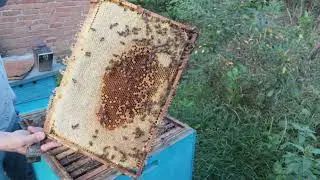 6 08 22 КОГДА КАЧАТЬ ЗРЕЛЫЙ МЁД...
