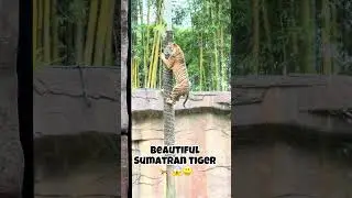 Sumatran tiger jumps onto a tree at Australia zoo #bigcat #robertirwin @australiazoo