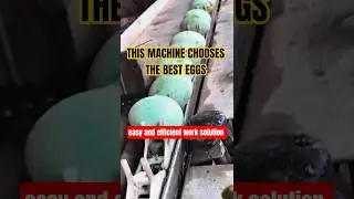 This Futuristic Machine Sorts Eggs Flawlessly - Tools and machine project