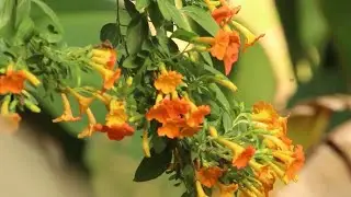 Sonometraje 