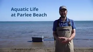 Aquatic Life at Parlee Beach