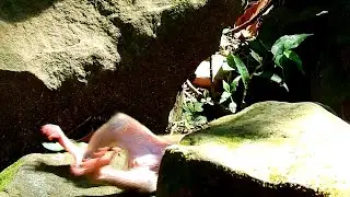 OMG! Baby monkey Lynx falling down it too hurt on baby what happen to newborn baby Lynx