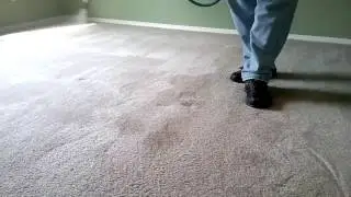 Pet Stains? Pet Odor? Pet Safe Rug Cleaner in Sarasota