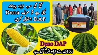Best DAP Alternative for Higher Crop Yield Maize | Use Dino DAP increase corn for Maximum Production