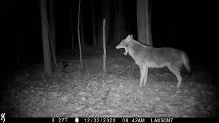 A Band Of Coyotes