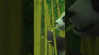 Meet the Cuddliest Bears Around  Panda Bears! #PandaBears #KidsEducation #funfacts