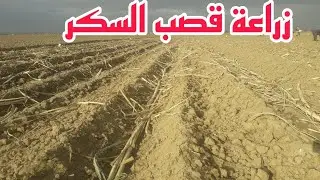 المخطط الأخضر الطريقة الصحيحة لزراعة قصب السكر في منطقة الغرب بالمغرب 2023