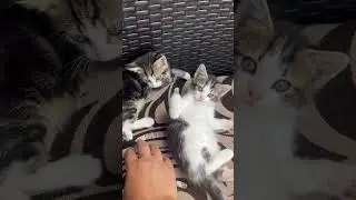 Lovely cat #kitten #cats #animals #viralvideo #nature #goviral #playingcat #circus