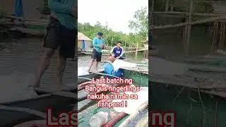 Last batch ng 220k na fingerlings sa fishpond#shorts#bangus fingerlings #aquamarine culture