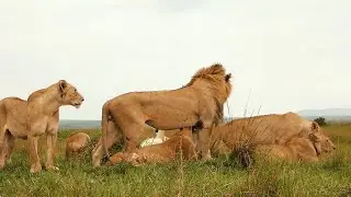 Oleku Male Lion with Marsh Pride | Masaimara | 10 February 2025