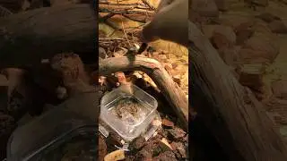 #reptiles #viral #animal #trend #trending #reptile #shortvideo #shorts #short #savannahmonitor #fyp