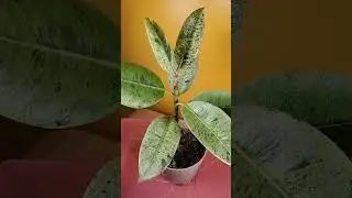 Ficus Elastica Ghost Rider Plant 🪴 | THOW 💛 #houseplants #rubbertreeplant #plants #thehouseonwillett