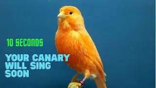 Canary Long-Roll Song for Bird Attraction || Canary