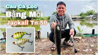 Thử th&aacute;ch c&acirc;u c&aacute; l&oacute;c 3 tiếng , bằng mồi jackall tn50 , tn 50 silent v&agrave; c&aacute;i kết ? ( 2025 )