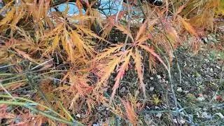 Acer palmatum var. dissectum - cutleaf Japanese maple  Eva Monheim 2025 11 04 #japanesemaple #trees