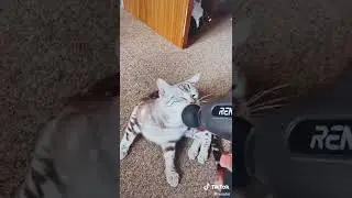 Even Mittens Approves | The RENPHO C3 Active Massage Gun