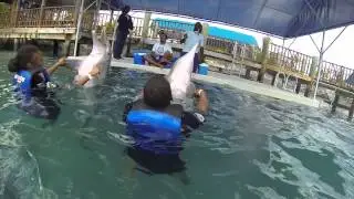 Dolphin Dare