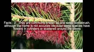 Calothamnus Top  #5 Facts