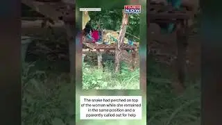 Cobra Climbs Up On Woman; Apparently Seeks For Help | Viral Video | #shorts