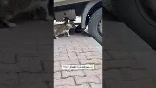 Yavru Kadersizim😞😞🥺#cat #top1 #funnyvideos #keşfet #viral