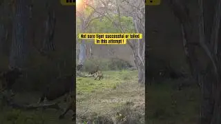 Tiger hunting Indian Gaur rare visuals #tigerhunting #bandipurtigerreserve
