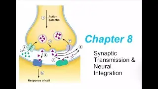 Chapter 8 Physio ~ Synaptic Transmission & Neural Integration