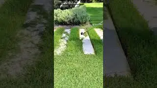 Trimming Overgrown Grass Between Garden Path Stones to Create a Neat and Well-Maintained Landscape