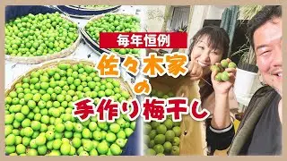 梅30Kg！！！北斗晶・佐々木健介夫妻でひたすら梅干しづくりのヘタ取り