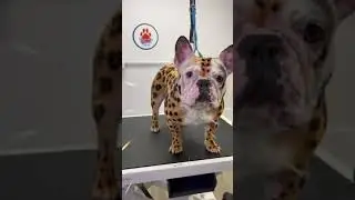 Sleek & Stylish OPAWZ Super Black Dog Dye for Leopard Pet Makeovers #opawz #creativegrooming