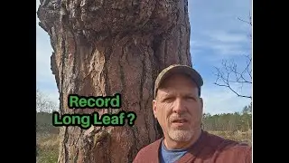 Record ?  Longleaf Pine Saved -   Pinus palustris