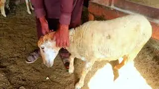 18/10/2025 dmani bher for Sale 