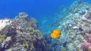 Snorkeling in Marsa Alam Egypt @Coraya Bay 2013 // Schnorcheln am Hausriff!