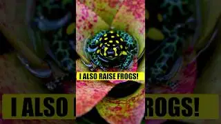 I also raise frogs