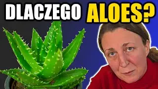 Co da Ci posiadanie Aloesu Pospolitego? Jak go wykorzystać i na co go stosować?