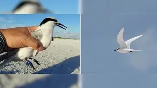 Typhoons Determine When Birds of a Feather Flock Together