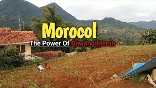 Red Onion Harvest and Morocol Process