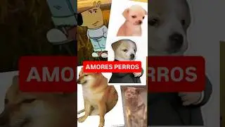 Hablemos de AMORES PERROS