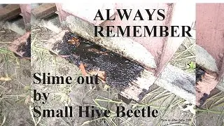 Episode 18.  Springtime - Small Hive Beetle Increase #SeriousHobbyistBeekeeper