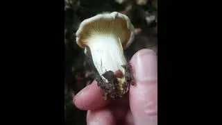 🌕 Summer Mushrooms 🌕#rewild #southdowns #southdownsnationalpark #southdownsna #foraging  #wildfood
