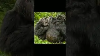 Elon musk ke project neurolink experiment trial me 15 monkey maareh gaye|why?500k #shorts