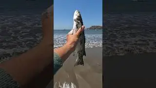 A happy ending - Watch the inspiring rescue of these fish 🥺 #shorts